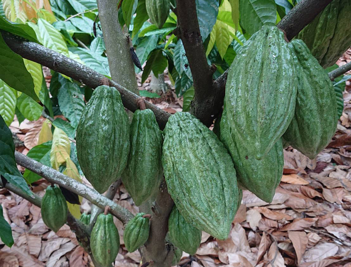 此為屏東「御巧可可巧克力坊」種植可可樹之畫面