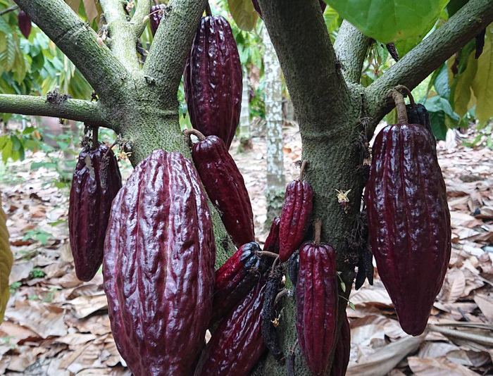 此為屏東「御巧可可巧克力坊」種植可可樹之畫面