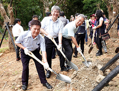 百年芒果老樹找到新家　70棵移居中正大學