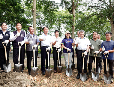 百年芒果老樹找到新家　70棵移居中正大學